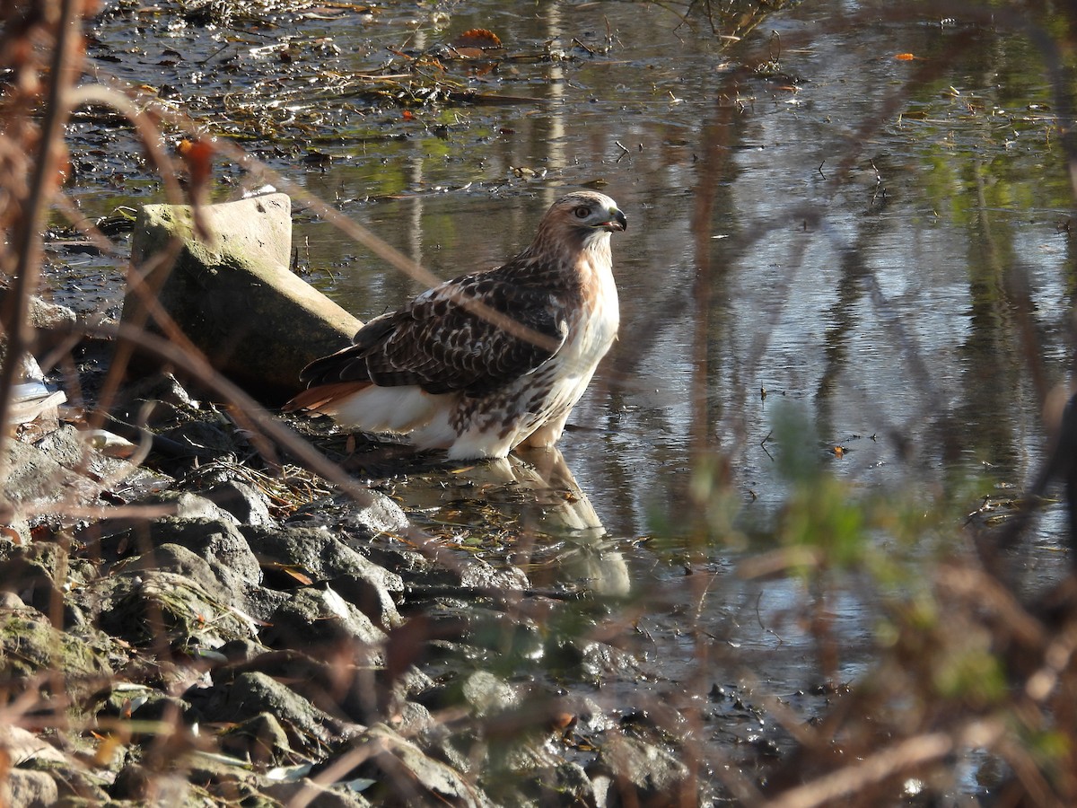 Red-tailed Hawk - ML611586989