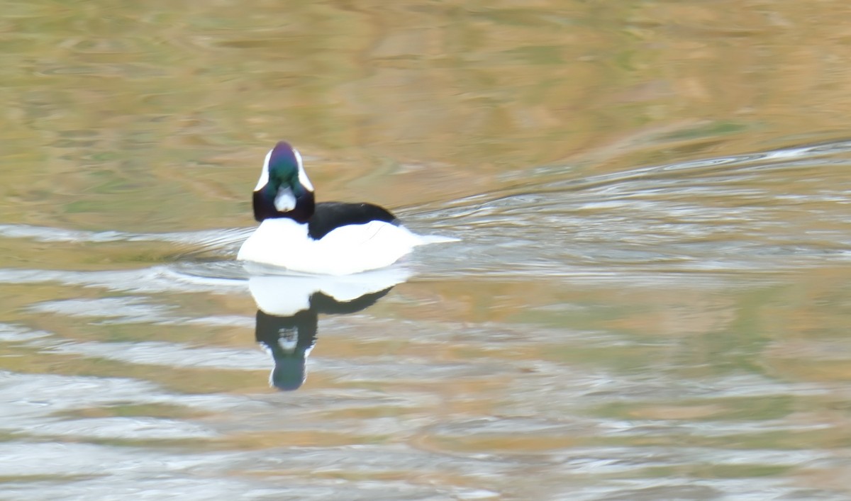 Bufflehead - ML611587011