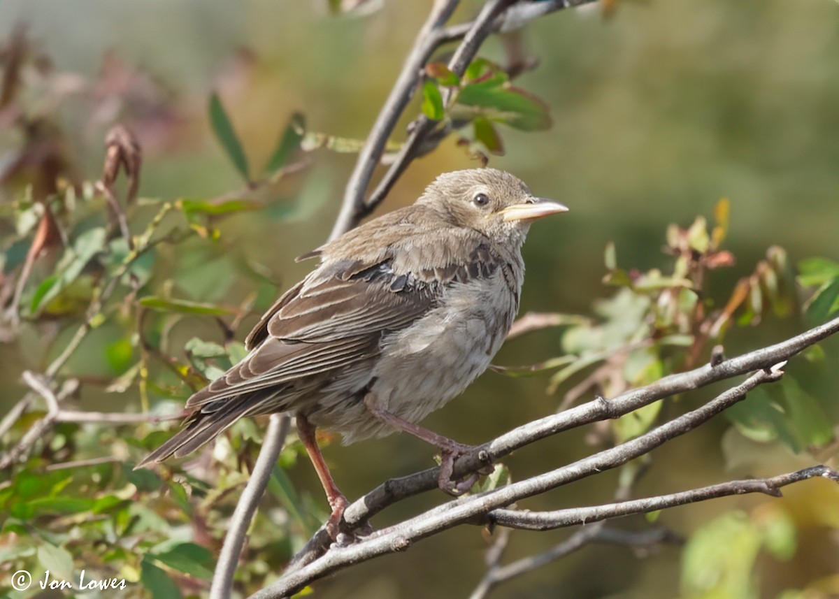 Rosy Starling - ML611587066