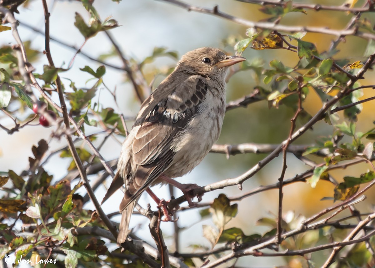 Rosy Starling - ML611587069