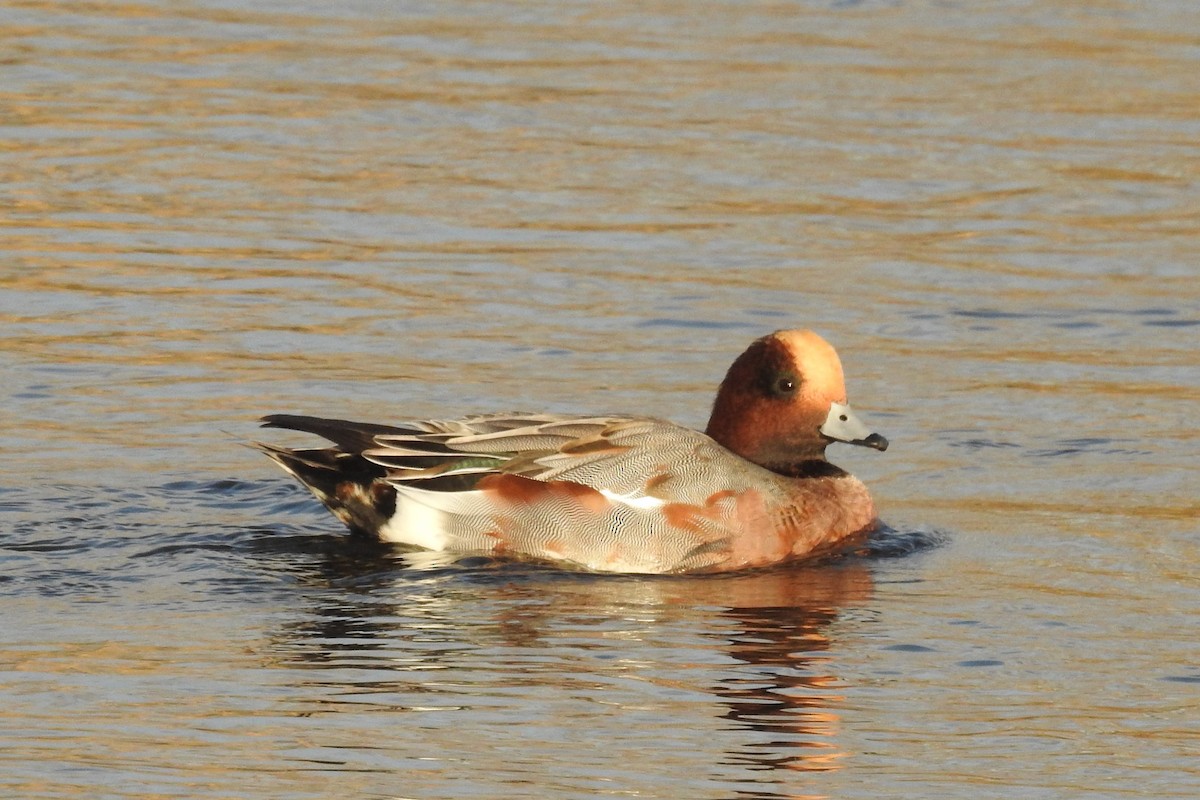 Eurasian Wigeon - ML611587096