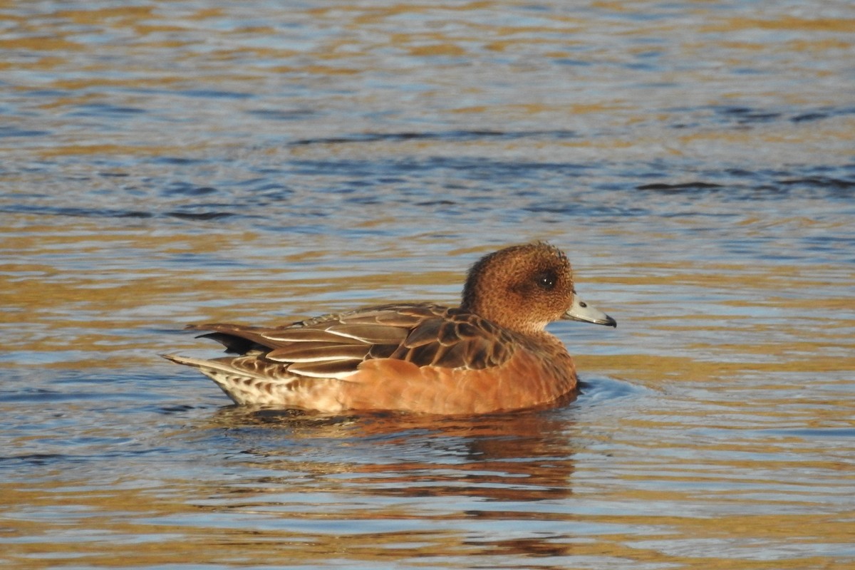 Eurasian Wigeon - ML611587100