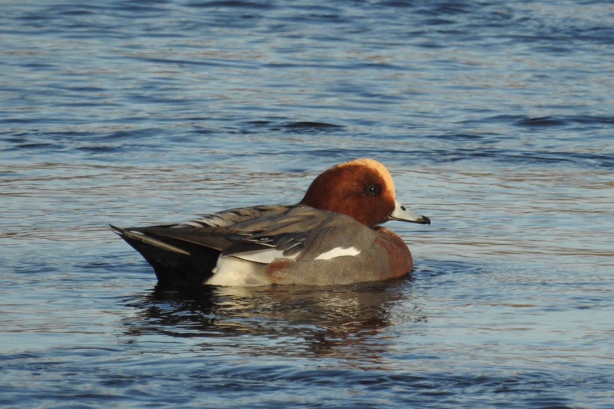 Eurasian Wigeon - ML611587102