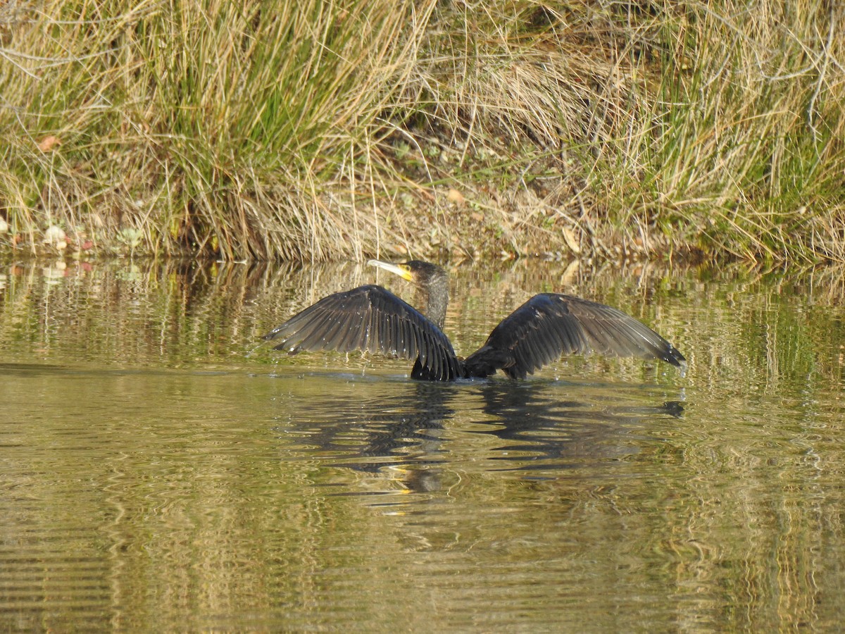 Great Cormorant - ML611587173