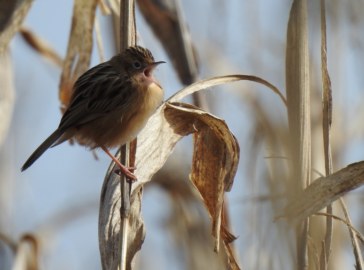 Zitting Cisticola - ML611587208