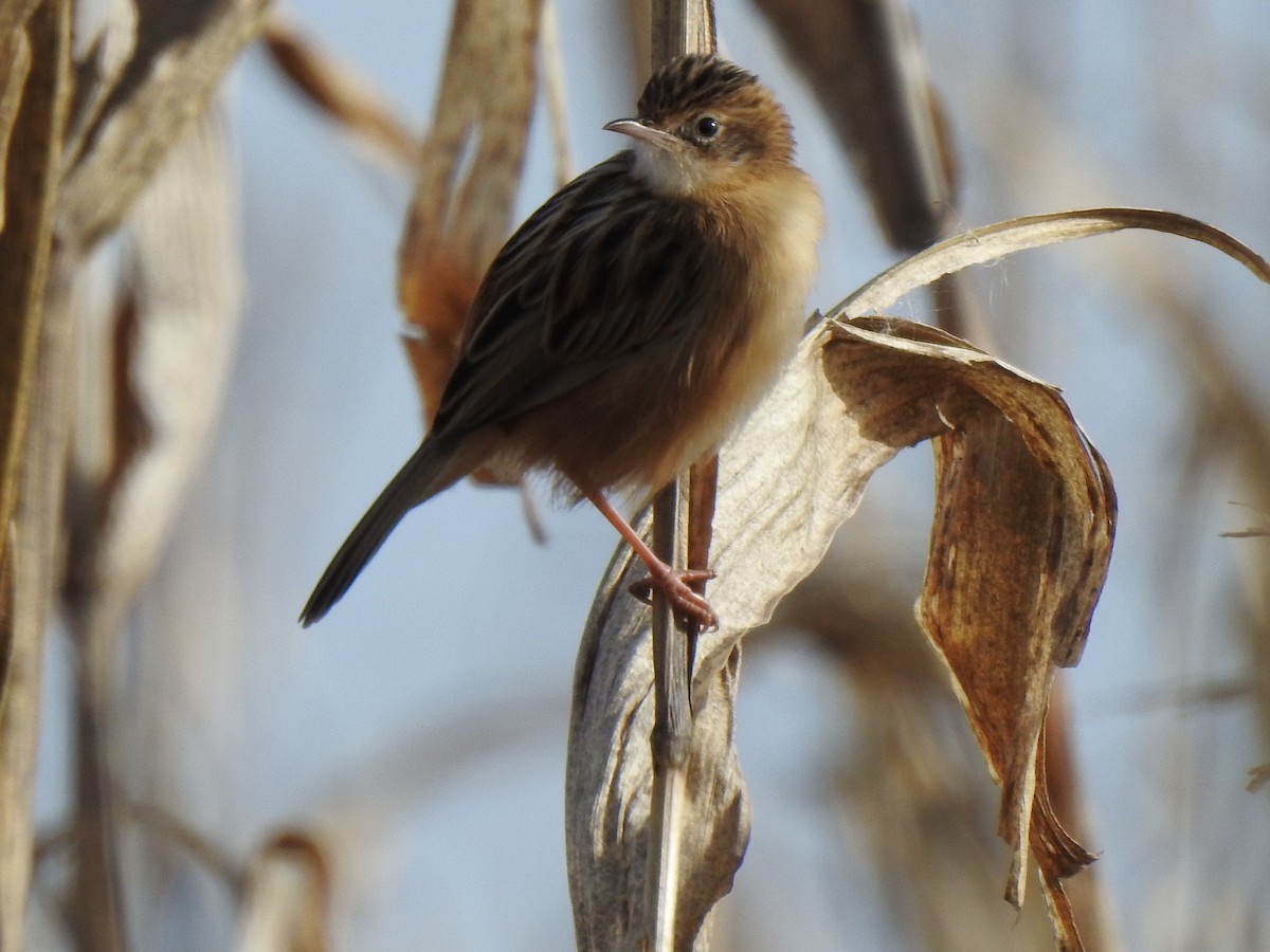 Zitting Cisticola - ML611587210