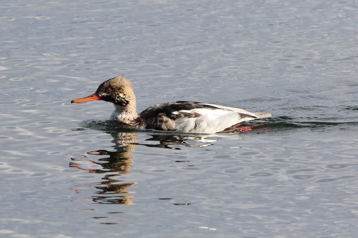 Red-breasted Merganser - ML611587332