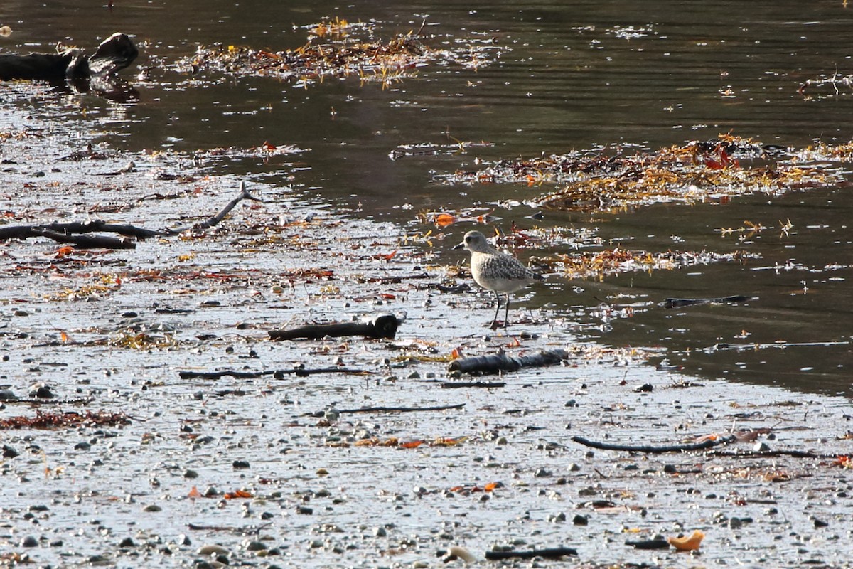 Black-bellied Plover - ML611587340