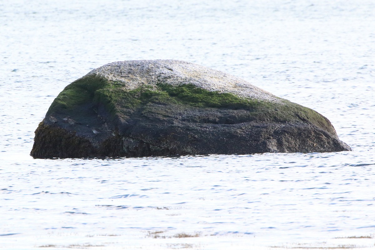 Purple Sandpiper - ML611587355