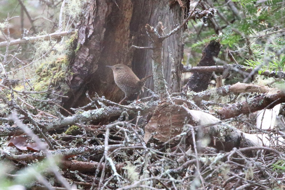 Winter Wren - ML611587363