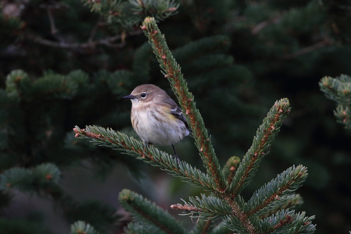 Yellow-rumped Warbler - ML611587371