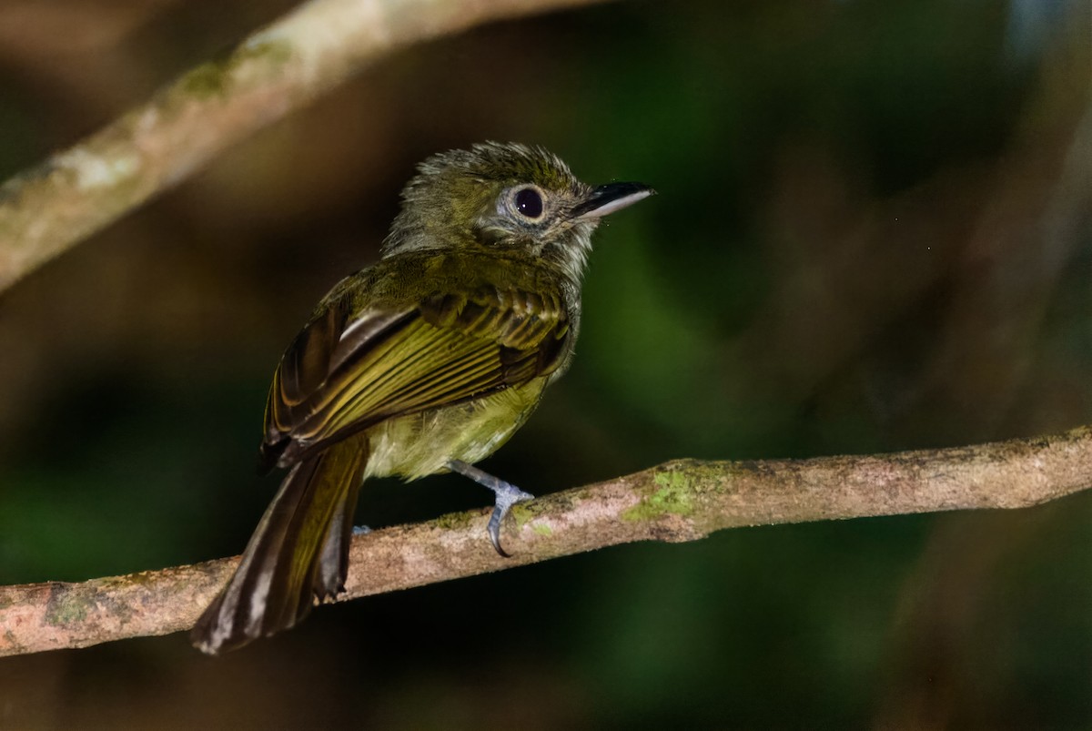 Eastern Olivaceous Flatbill - ML611587387