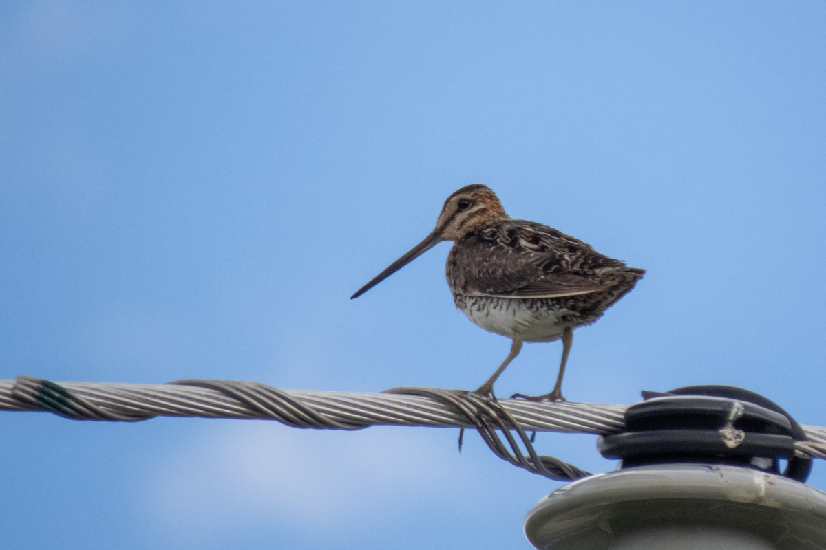 Wilson's Snipe - ML611587427