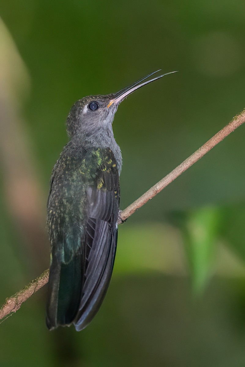 Campyloptère à ventre gris (obscurus) - ML611587438