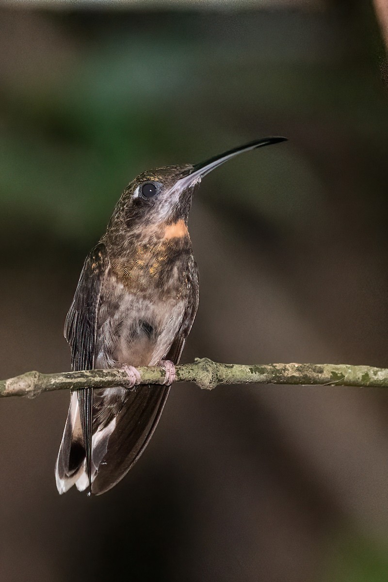 Pale-tailed Barbthroat - ML611587477