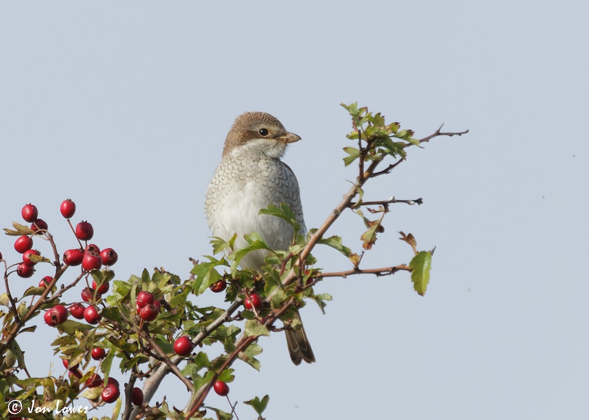 Red-backed Shrike - ML611587535