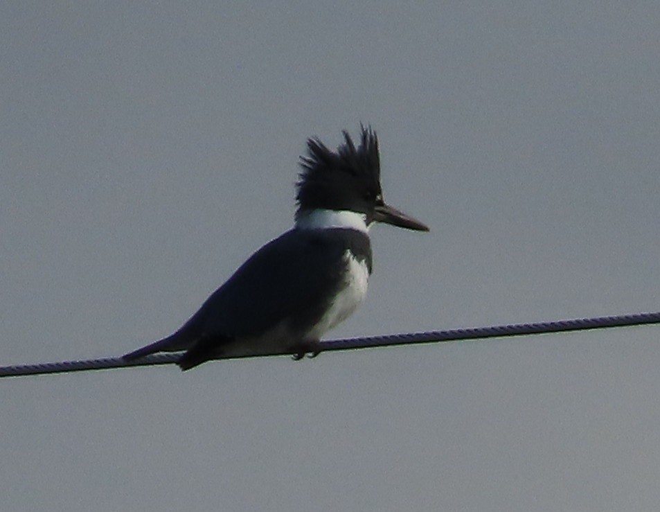 Belted Kingfisher - ML611587560