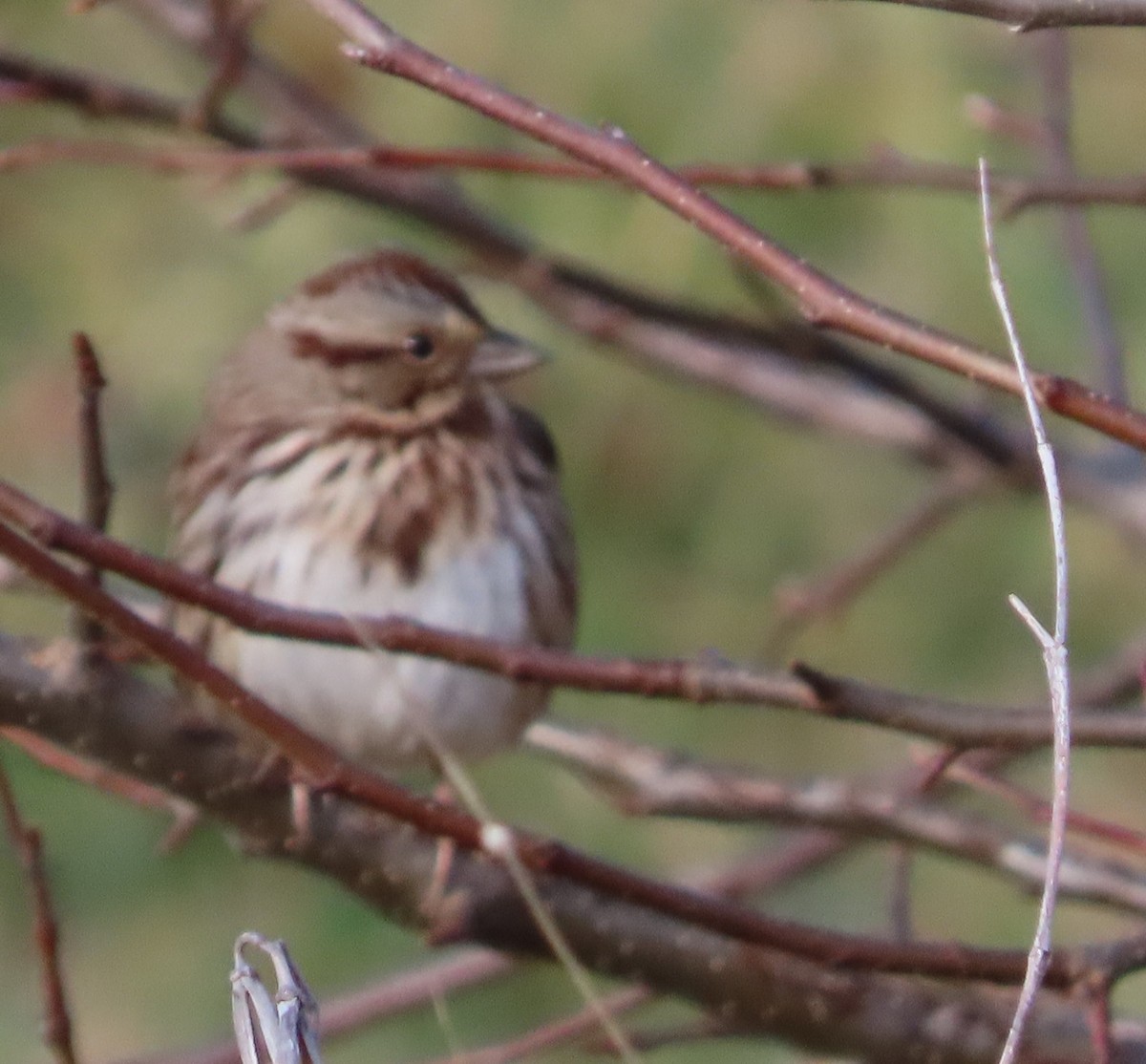 Song Sparrow - ML611587583