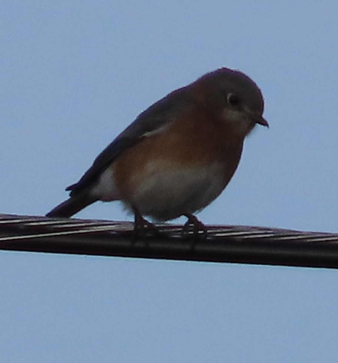 Eastern Bluebird - ML611587587