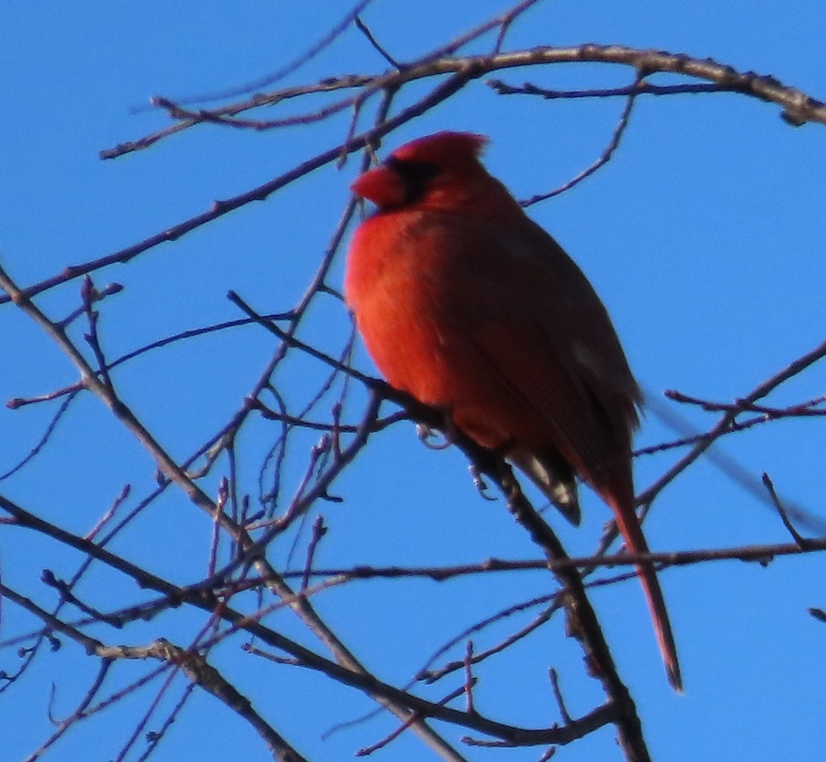 Northern Cardinal - ML611587596