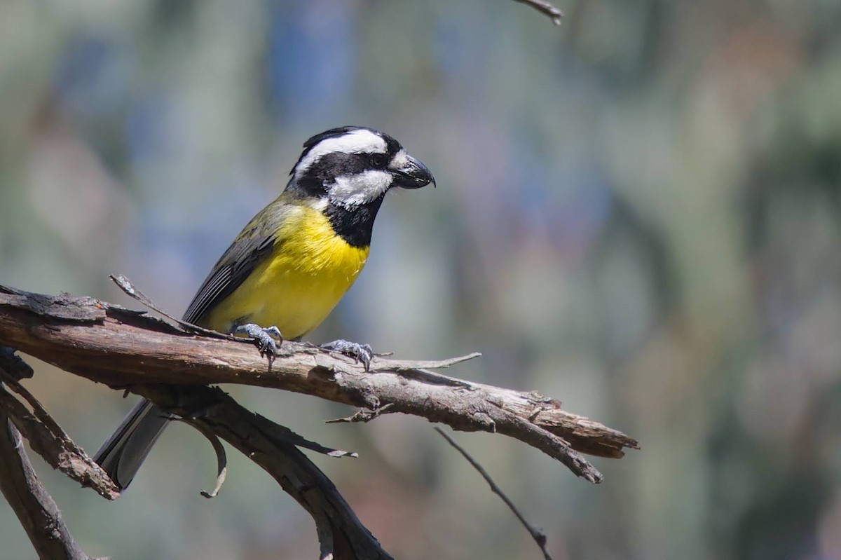 Eastern Shrike-tit - ML611587637