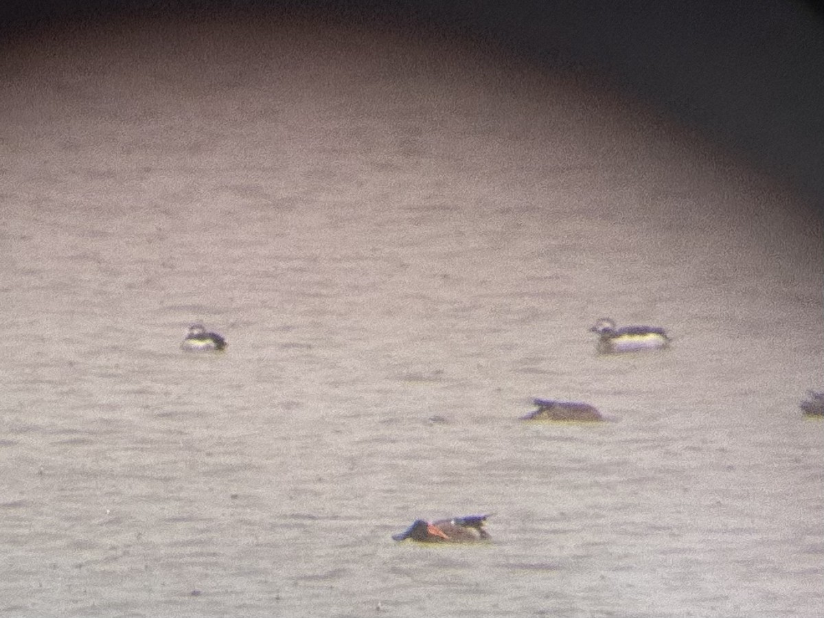 Long-tailed Duck - ML611587640