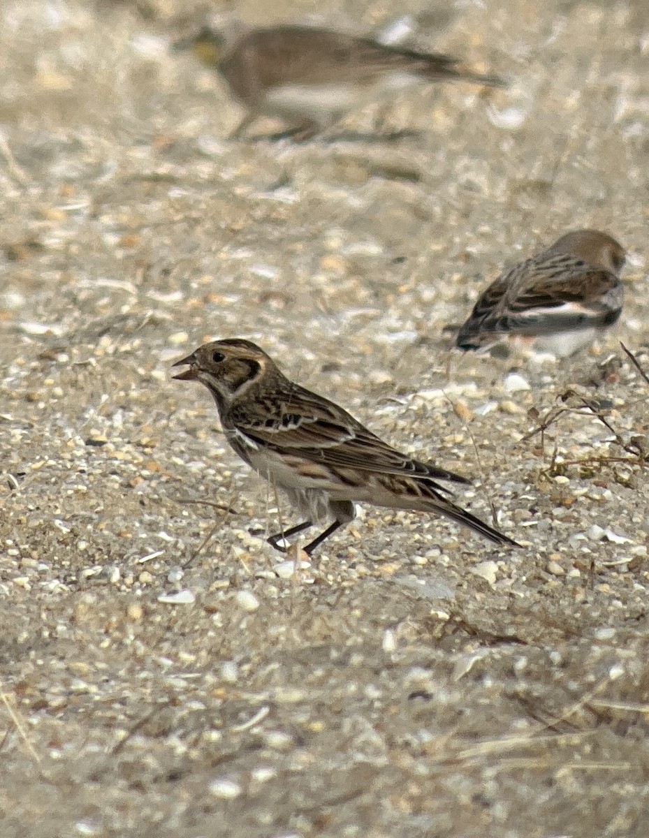 Lapland Longspur - ML611587650