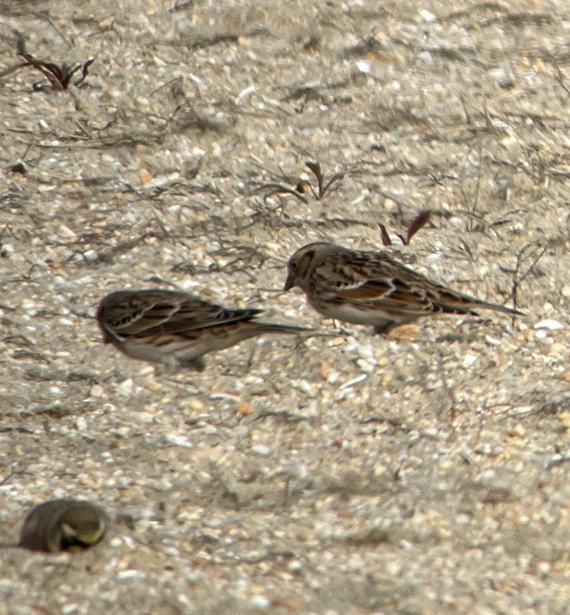 Lapland Longspur - Matthew Schuler