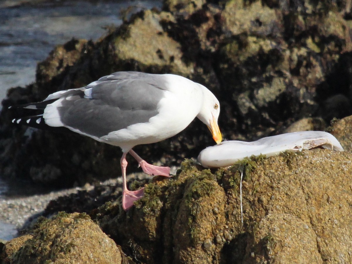 Western Gull - Rita Carratello