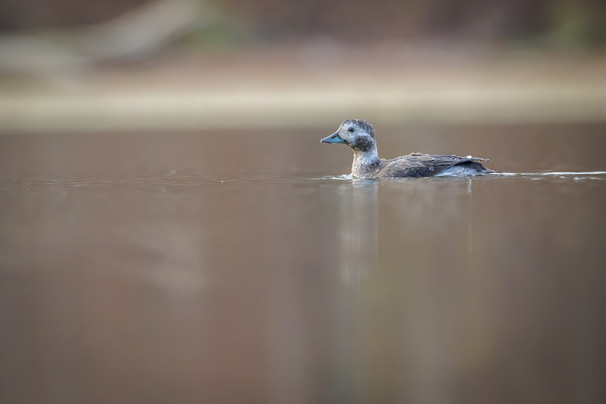 Long-tailed Duck - Ryan Shean