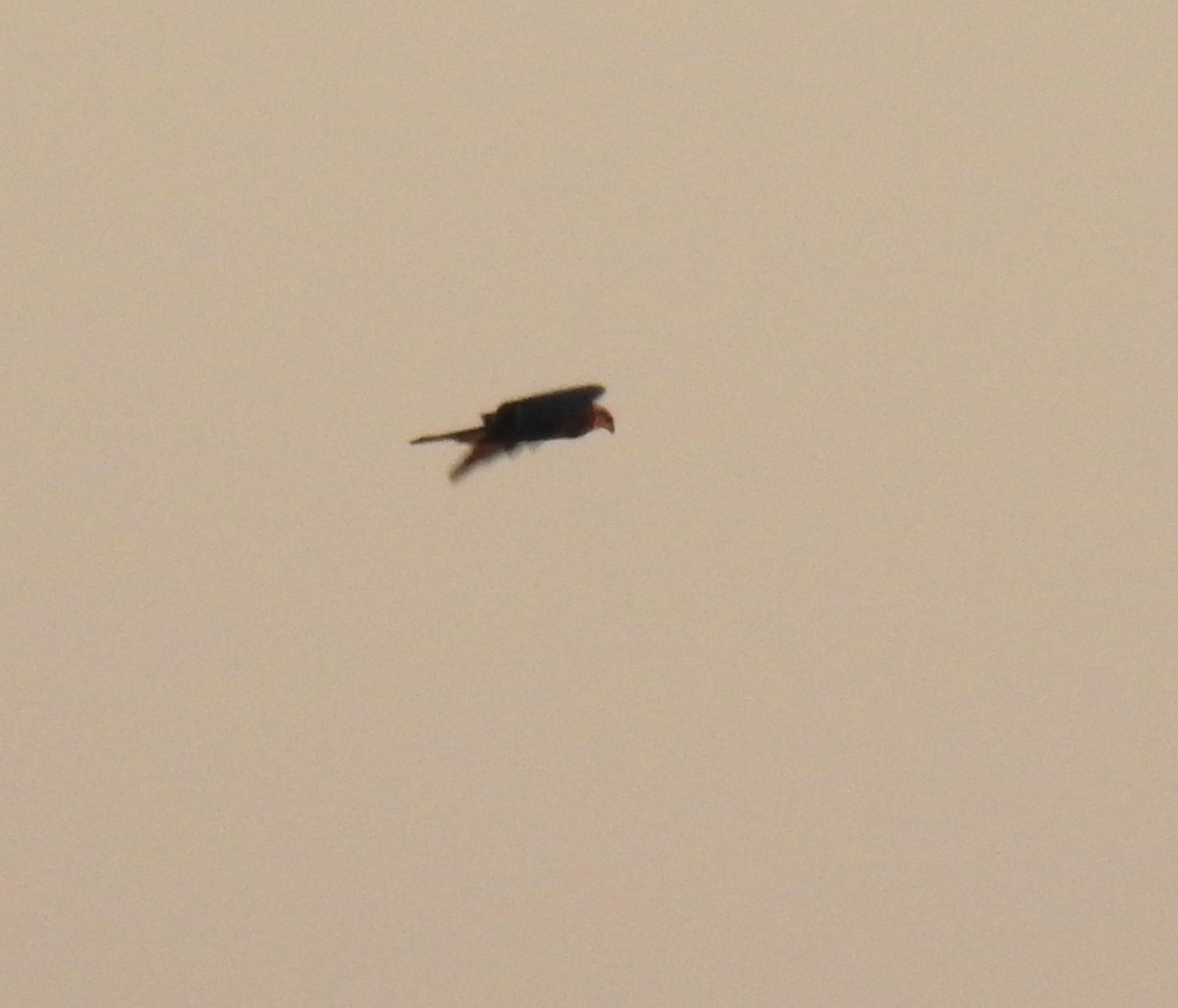 Western Marsh Harrier - ML611587866