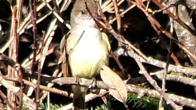 Dusky-capped Flycatcher - ML611587873