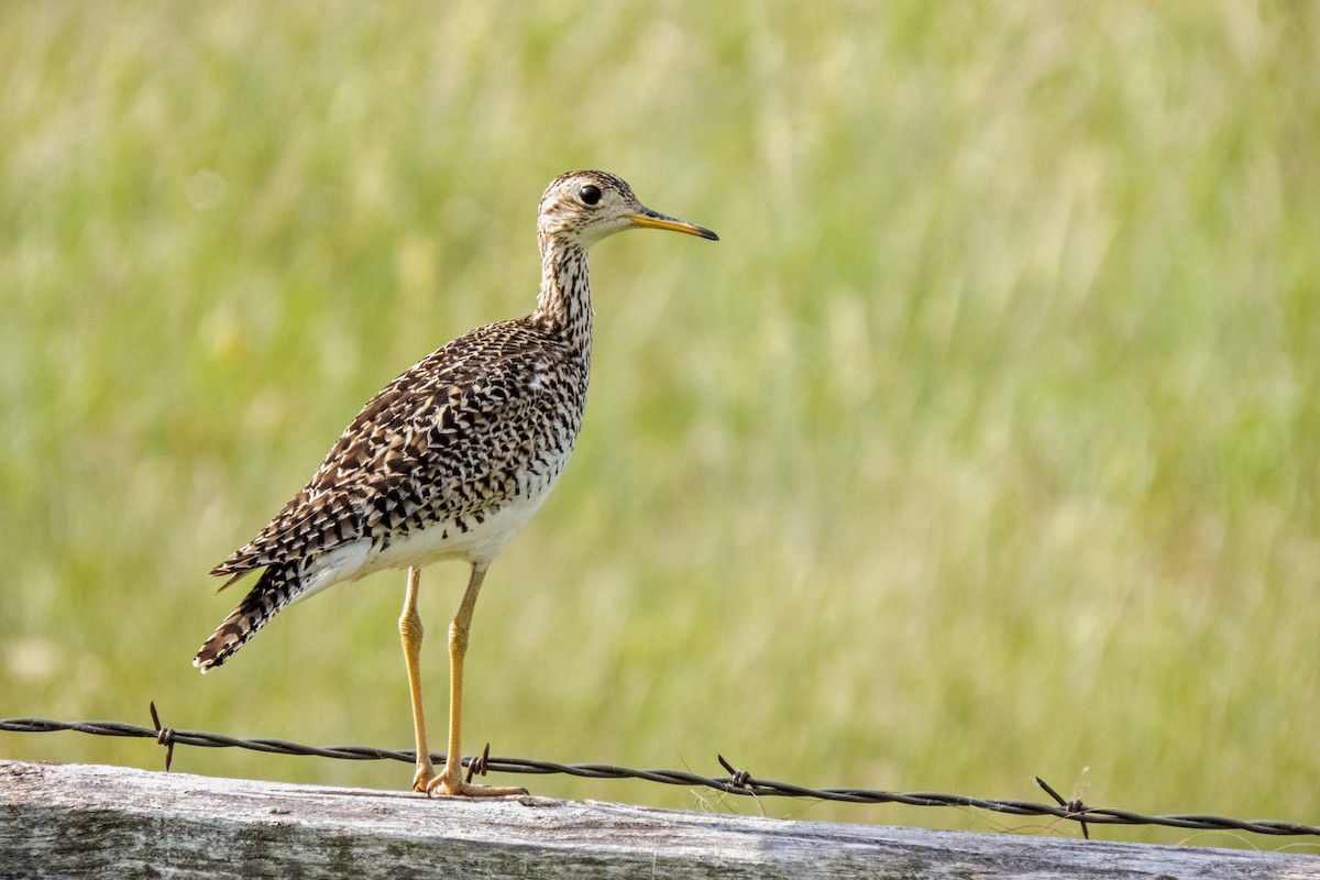 Upland Sandpiper - ML611587965