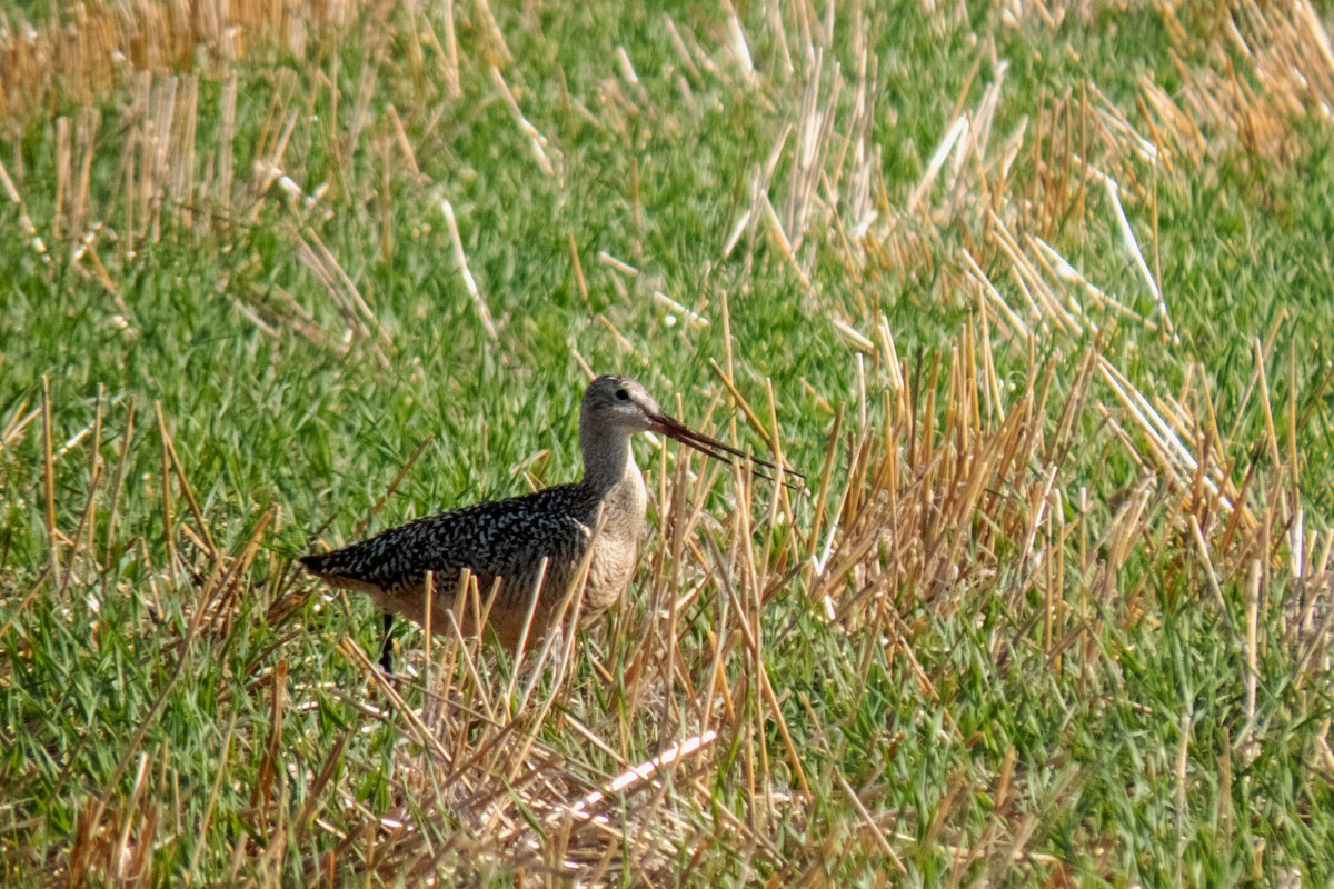 Marbled Godwit - ML611587972