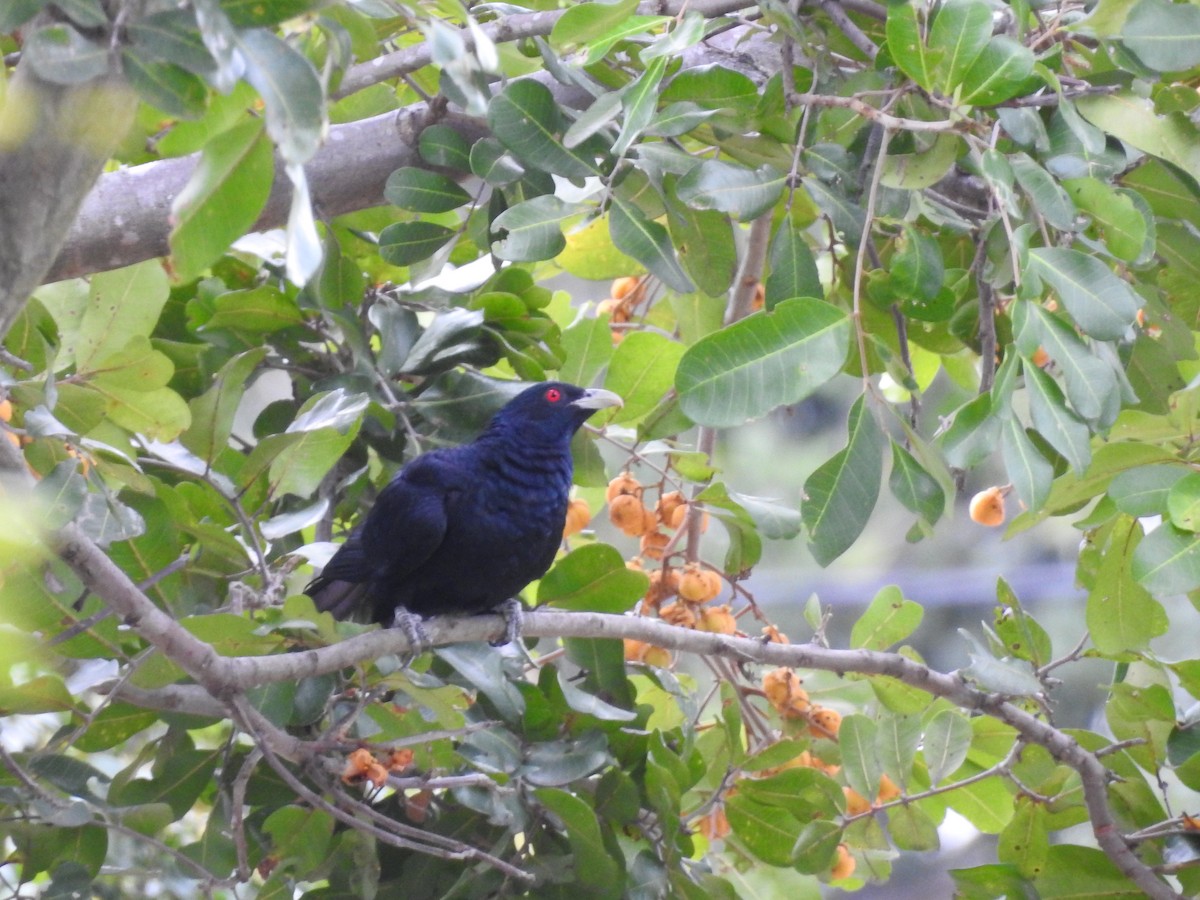 Pacific Koel - ML611588031