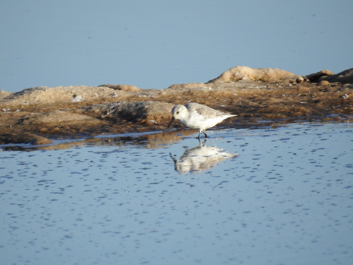 Sanderling - ML611588040