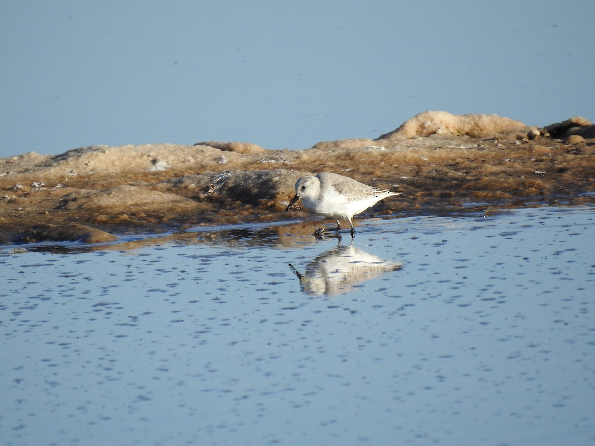 Sanderling - ML611588043