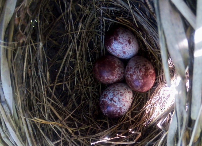 Brown-and-yellow Marshbird - ML611588101