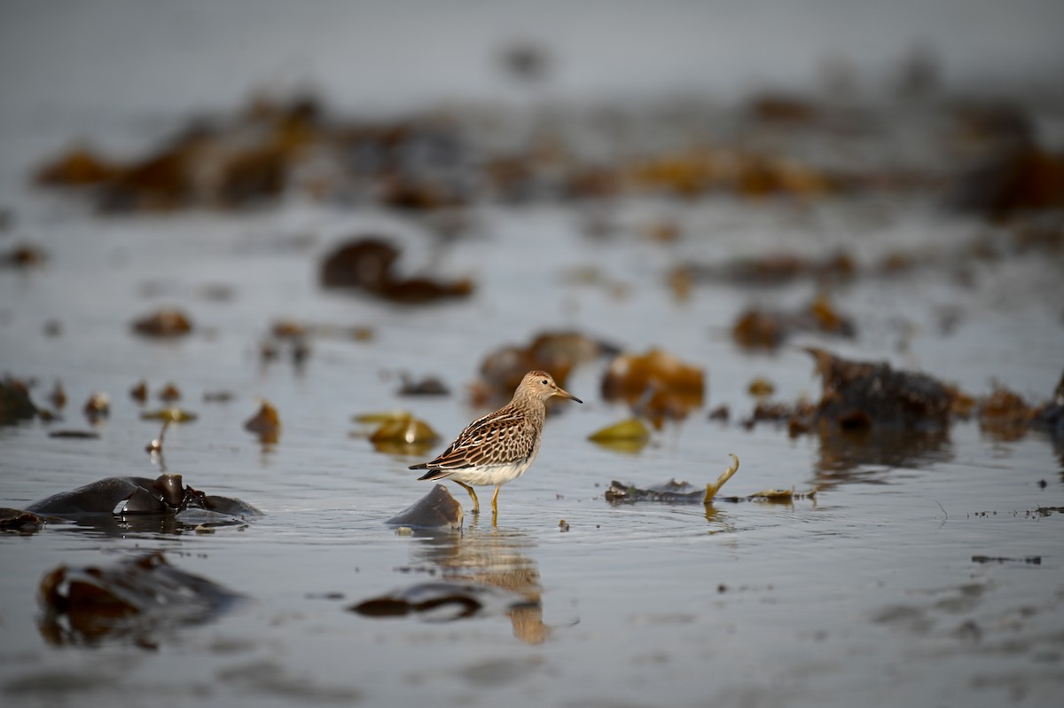 Pectoral Sandpiper - ML611588180