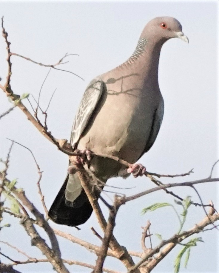 Pigeon picazuro - ML611588237