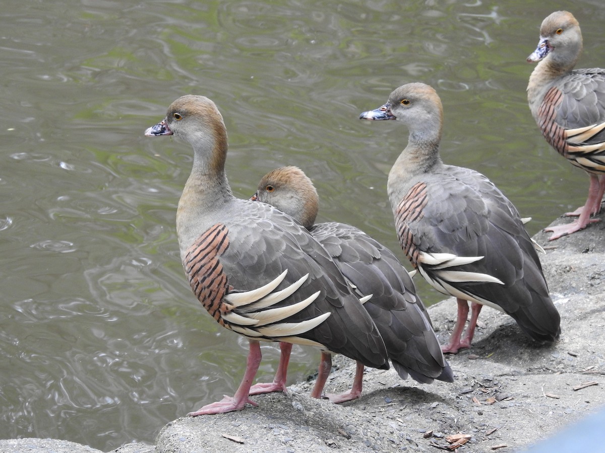 Plumed Whistling-Duck - ML611588279