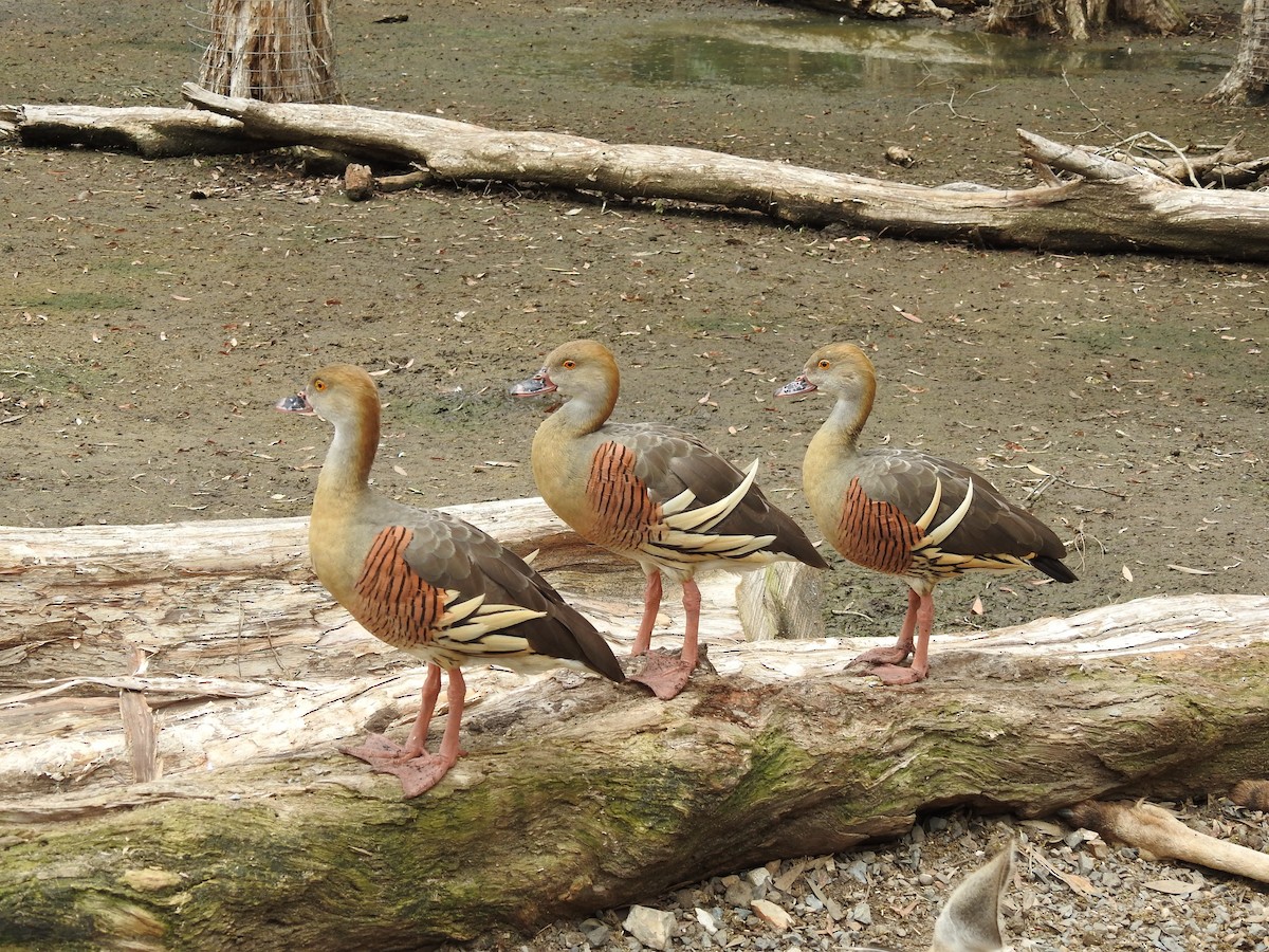 Plumed Whistling-Duck - Cindy Millford