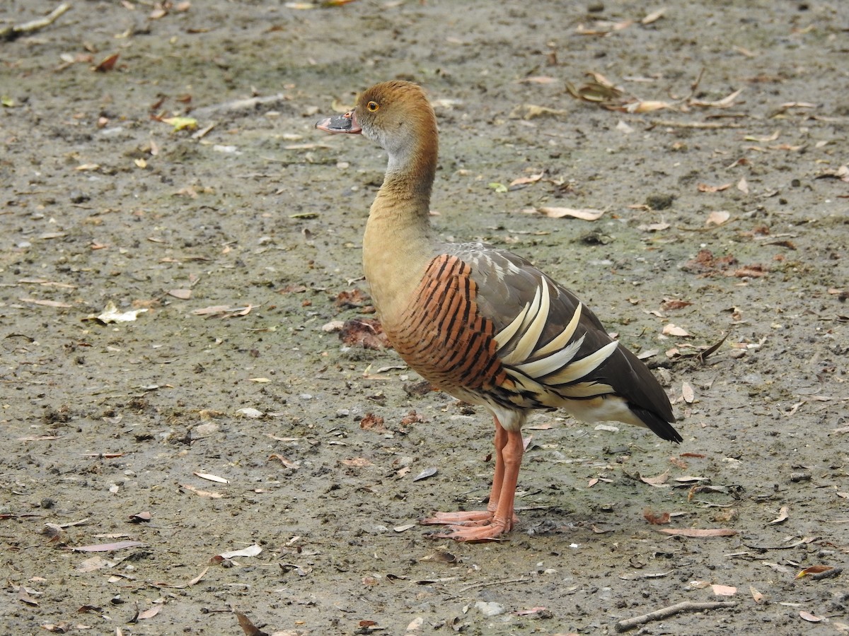 Plumed Whistling-Duck - Cindy Millford
