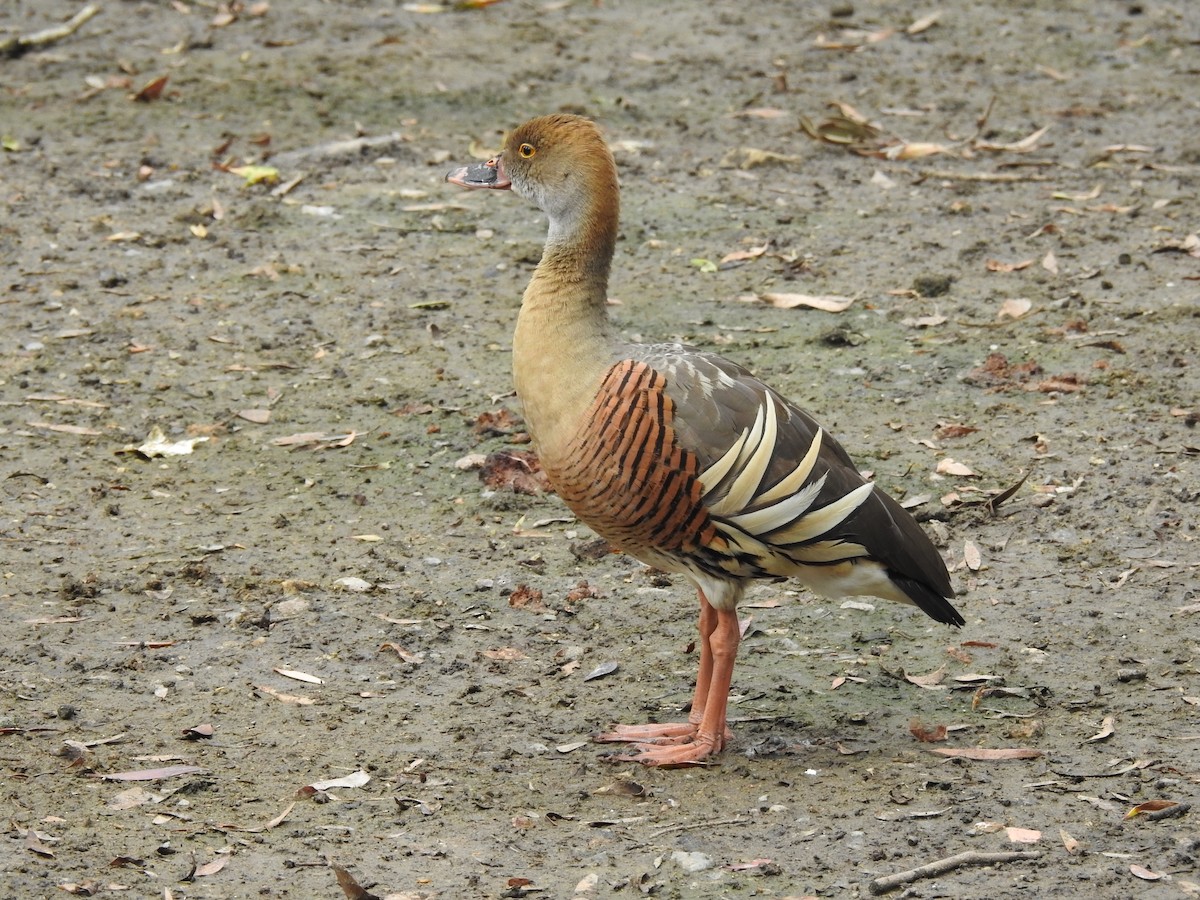 Plumed Whistling-Duck - ML611588281