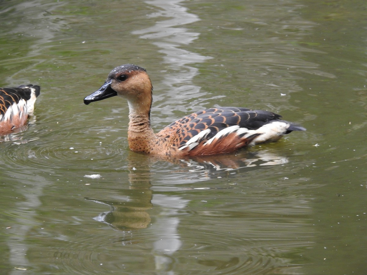 Wandering Whistling-Duck - Cindy Millford
