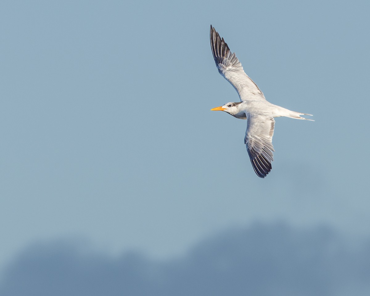 Royal Tern - ML611588327