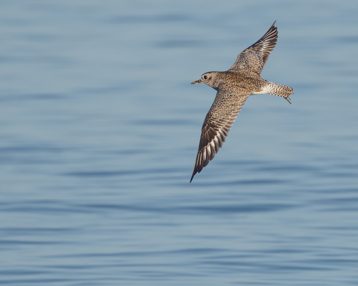 Black-bellied Plover - ML611588337