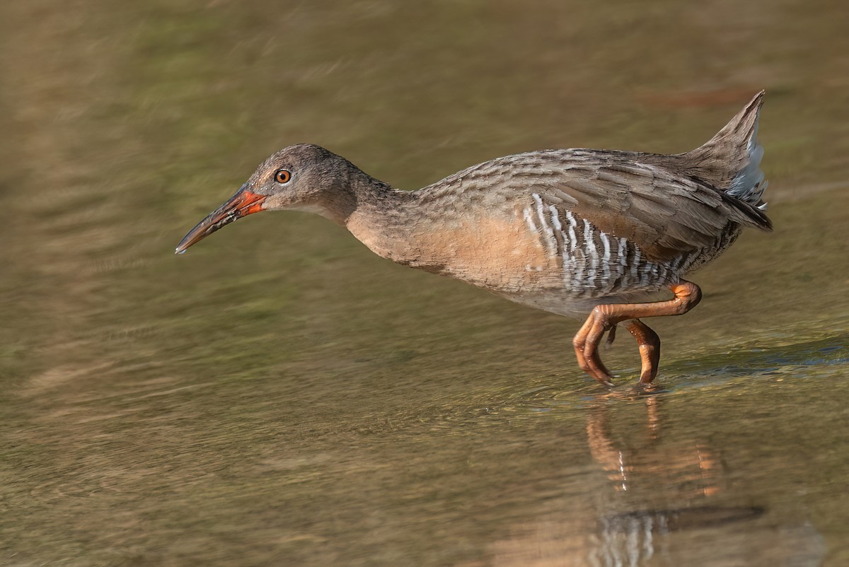 Mangrove Rail - Ralph Hatt