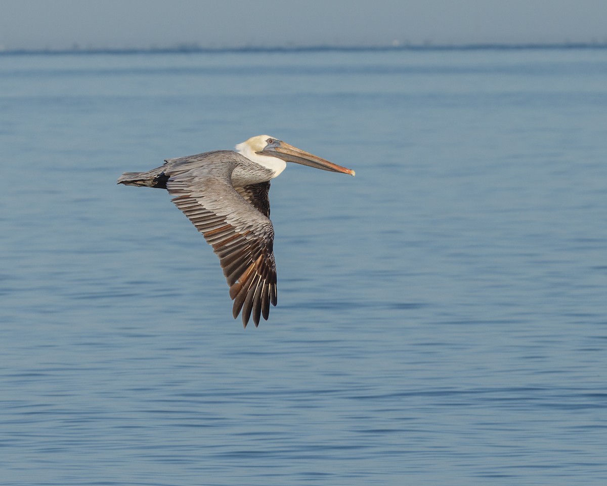 Brown Pelican - ML611588355