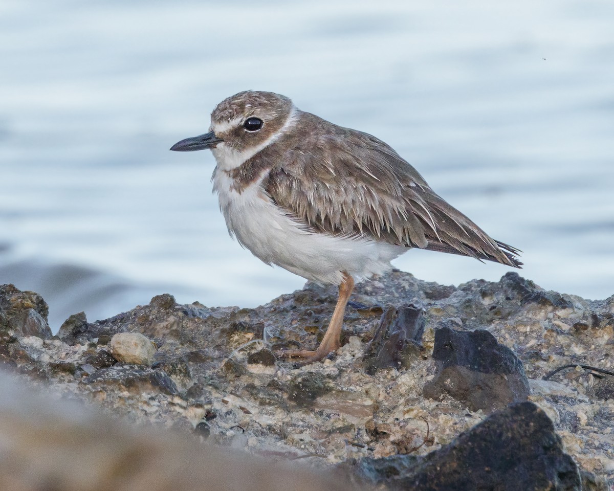 Wilson's Plover - ML611588360